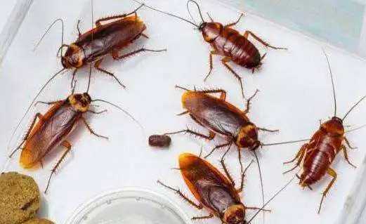 家有蟑螂怎么辦,家里有蟑螂怎么辦能除根家里放一物絕對沒蟑螂超威圖3