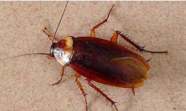 家有蟑螂怎么辦,家里有蟑螂怎么辦能除根家里放一物絕對沒蟑螂超威圖4