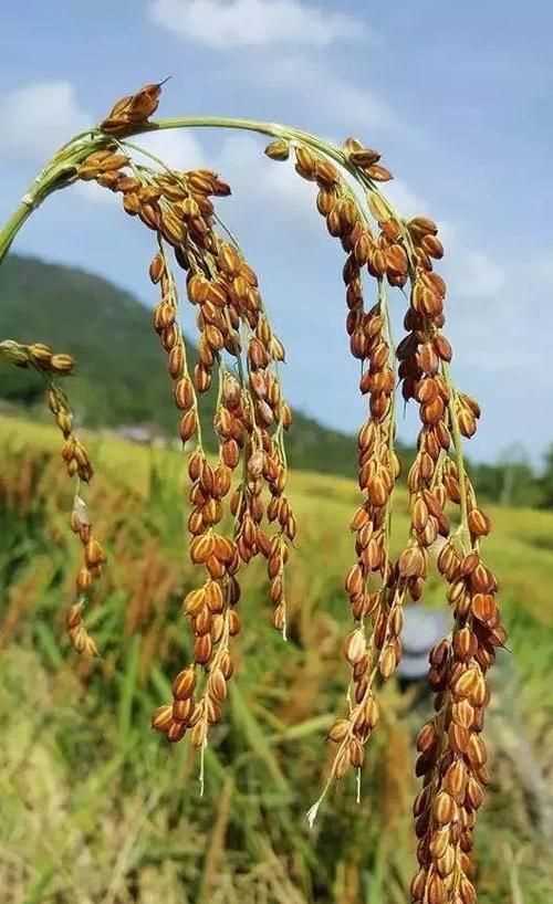 中國第一米原產(chǎn)地