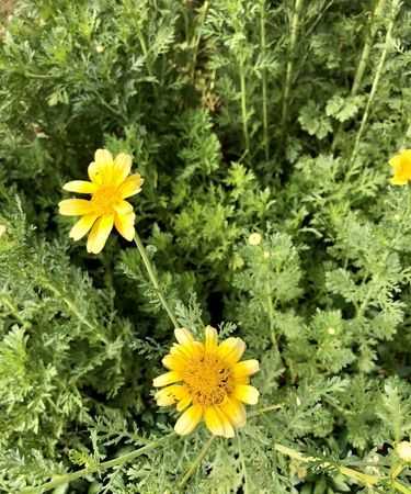 茼蒿開花可以吃嗎