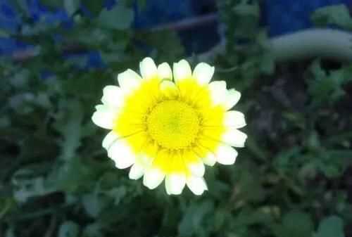 茼蒿開花了還能吃嗎，茼蒿開花了還能掐著吃嗎？圖3