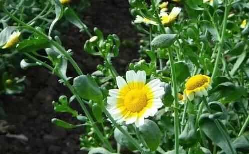 茼蒿開花了還能吃嗎，茼蒿開花了還能掐著吃嗎？圖4