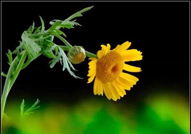 茼蒿開花了還能吃嗎，茼蒿開花了還能掐著吃嗎？圖5