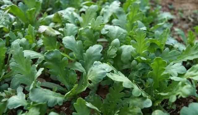 茼蒿開花了還能吃嗎，茼蒿開花了還能掐著吃嗎？圖6