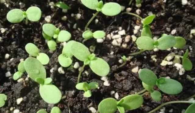 茼蒿開花了還能吃嗎，茼蒿開花了還能掐著吃嗎？圖7