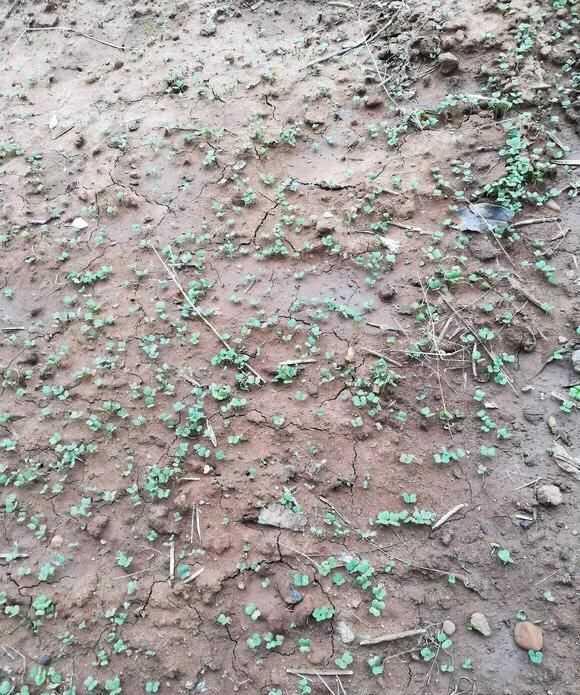 茼蒿開花了還能吃嗎，茼蒿開花了還能掐著吃嗎？圖8