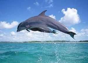 海豚是國家一級保護(hù)動物嗎?