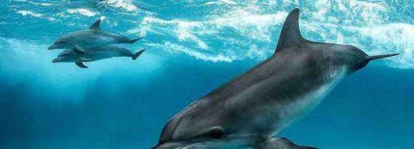 海豚是保護(hù)動物,海豚是國家一級保護(hù)動物嗎?圖2