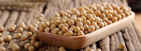 黃豆發(fā)酵長白毛是發(fā)好了,黃豆醬捂霉長出白色的毛正常嗎圖3