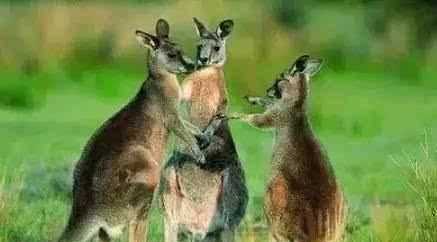 澳大利亞的國寶是什么，澳大利亞，美國，英國。加拿大的國寶動物分別是什么？圖1