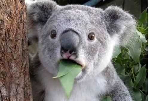 澳大利亞的國寶是什么，澳大利亞，美國，英國。加拿大的國寶動物分別是什么？圖2