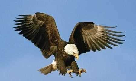 澳大利亞的國寶是什么，澳大利亞，美國，英國。加拿大的國寶動物分別是什么？圖3