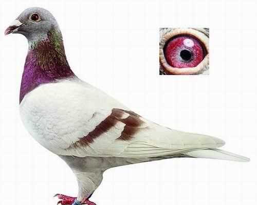 澳大利亞的國寶是什么，澳大利亞，美國，英國。加拿大的國寶動物分別是什么？圖4