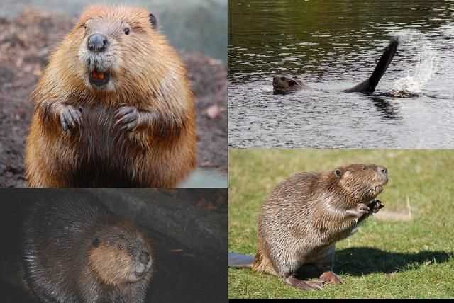 澳大利亞的國寶是什么，澳大利亞，美國，英國。加拿大的國寶動物分別是什么？圖5