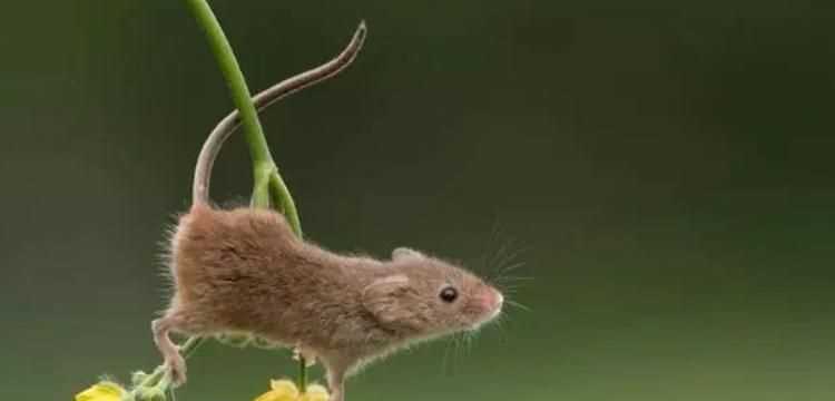 雜七雜八打一生肖最佳答案是什么