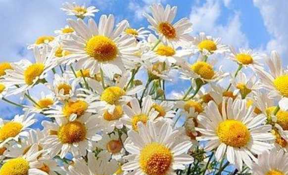 一歲一禮一寸歡喜的意思,一歲一禮、一寸歡喜什么意思圖2