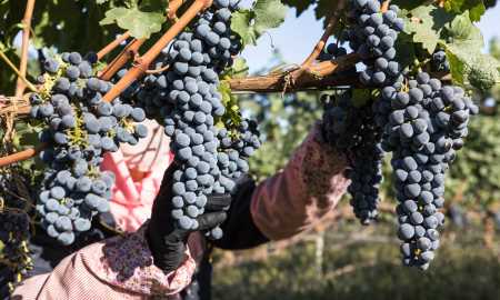 葡萄冷庫保鮮儲存方法,葡萄如何進行冷庫貯藏保存圖1