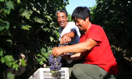 葡萄冷庫保鮮儲存方法,葡萄如何進行冷庫貯藏保存圖2