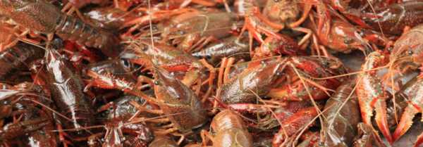 小龍蝦怎么存放可以降低死亡率,龍蝦買(mǎi)回來(lái)最好的保存方法是什么呢圖2