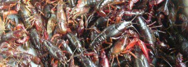 小龍蝦怎么存放可以降低死亡率,龍蝦買(mǎi)回來(lái)最好的保存方法是什么呢圖4