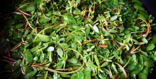 適合做菜團(tuán)子的蔬菜,菜團(tuán)子用什么餡最好吃圖2