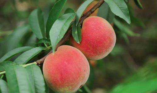 什么可以清除桃子表面的細毛,桃子去毛怎么洗干凈圖10