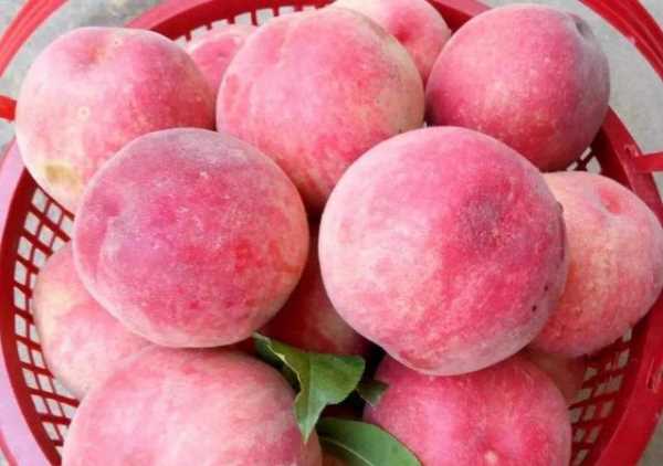 什么可以清除桃子表面的細毛,桃子去毛怎么洗干凈圖14