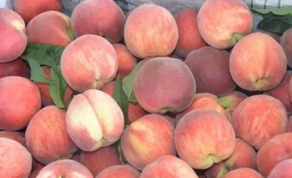 什么可以清除桃子表面的細毛,桃子去毛怎么洗干凈圖16