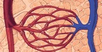o型血為什么是萬能血,o型血為什么是萬能血圖5