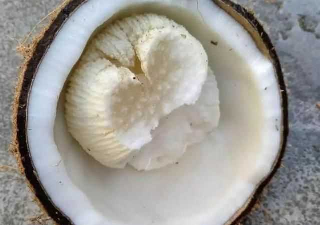 椰青的果肉可以吃嗎