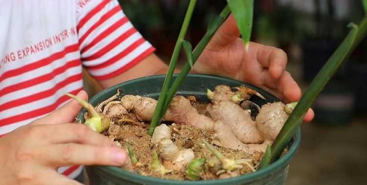 生姜如何長期保存方法