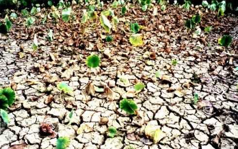 旱災會帶來哪些危害