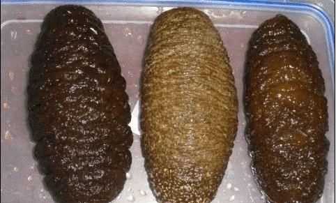 白刺參和黑刺參營(yíng)養(yǎng)價(jià)值有區(qū)別