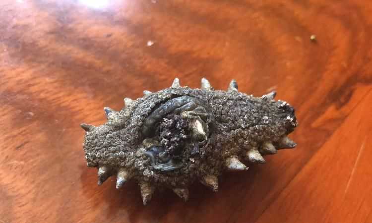 白海參和黑海參哪個(gè)好吃