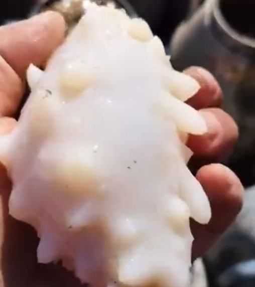 白海參和黑海參有什么區(qū)別,有白色的海參嗎?白色海參和黑色海參有什么區(qū)別?圖4