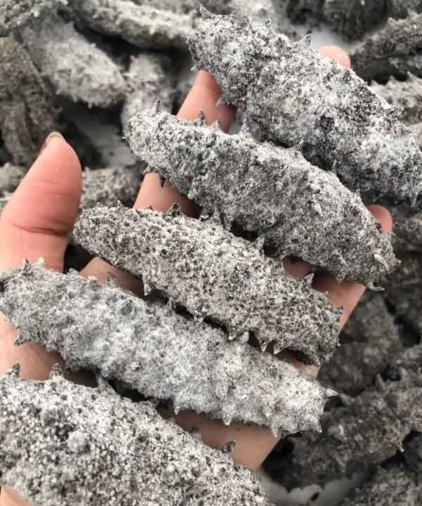 白海參和黑海參有什么區(qū)別,有白色的海參嗎?白色海參和黑色海參有什么區(qū)別?圖5