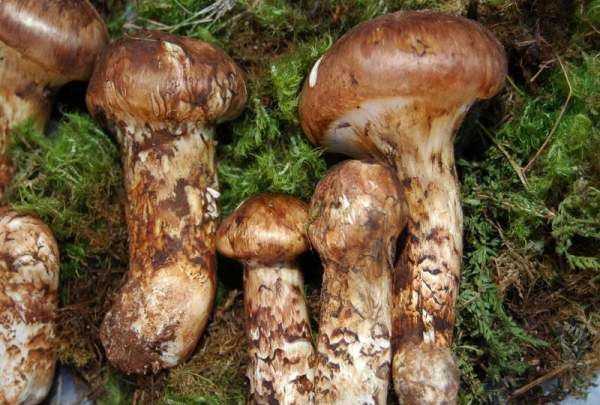 松茸生長(zhǎng)在什么地方,松茸產(chǎn)地是哪里的圖1