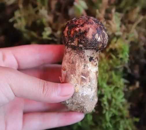 野生松茸生長(zhǎng)在什么地方