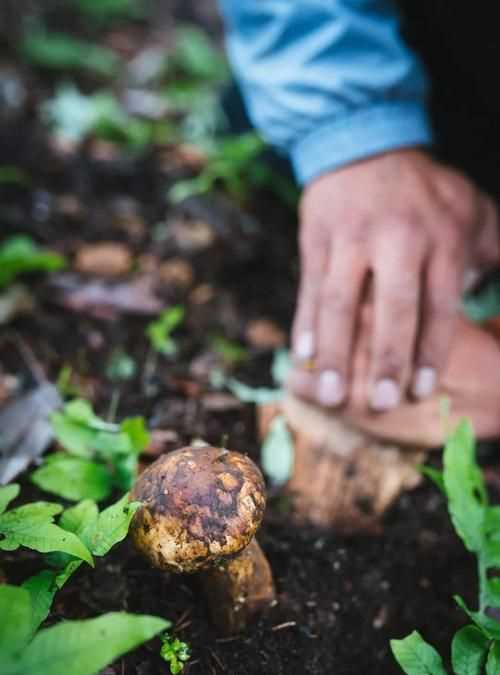 松菌在什么地方最容易生長(zhǎng)?