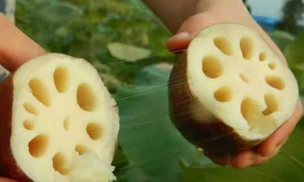 藕有幾個孔的區(qū)別,買藕時注意什么圖1