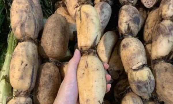 藕有幾個孔的區(qū)別,買藕時注意什么圖5