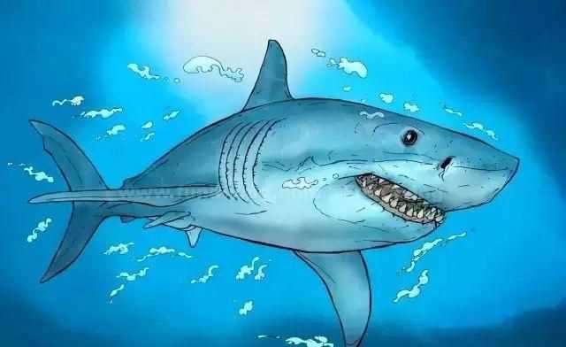 鯊魚是魚是靠什么呼吸的