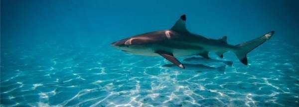 鯊魚用什么呼吸,鯨魚和鯊魚都用鰓呼吸嗎圖4