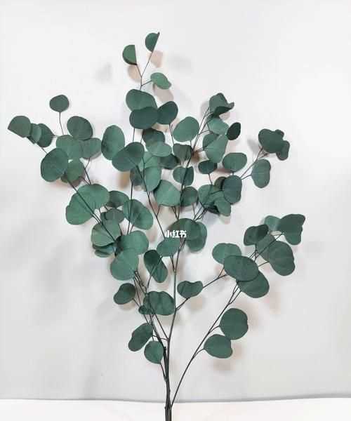 尤加利果怎么會(huì)炸開(kāi)