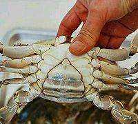 醬蟹怎么腌制方法,醬螃蟹的制作方法視頻圖17