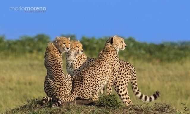 非洲大草原上有哪些動(dòng)物