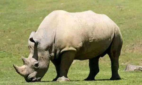 非洲大草原有哪些動(dòng)物,非洲大草原上有哪些動(dòng)物圖4