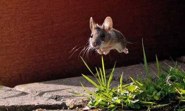 老鼠肉可以吃,老鼠肉可以吃么圖4