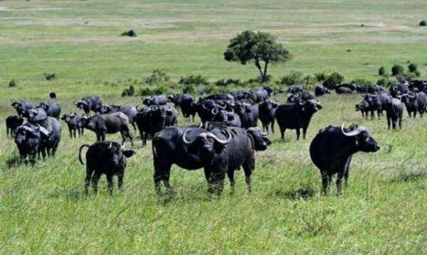 非洲大草原有哪些動(dòng)物,非洲大草原上有哪些動(dòng)物圖5