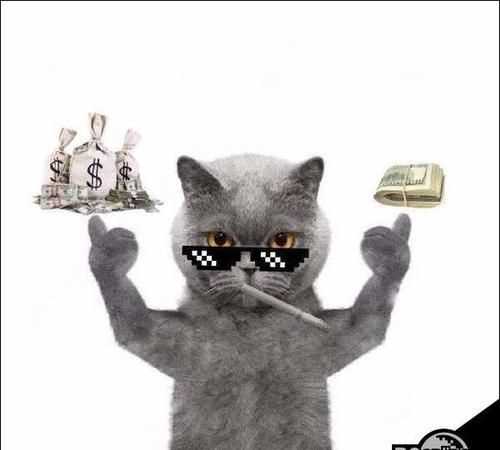 抖音里面評(píng)論的貓咪是什么